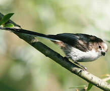 Long-tailed Tit