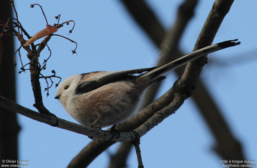 Long-tailed Tit, identification