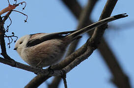 Long-tailed Tit