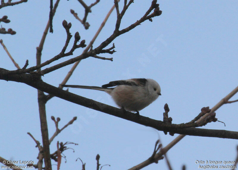 Long-tailed Tit