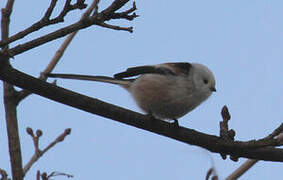 Long-tailed Tit