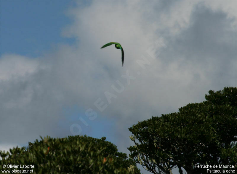 Echo Parakeet