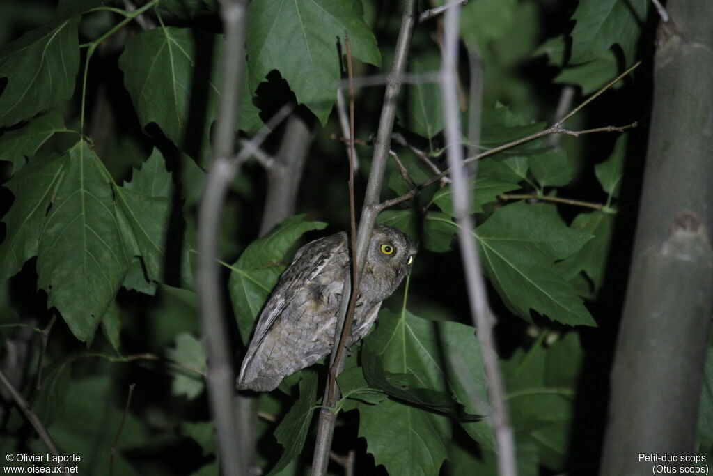 Petit-duc scops mâle