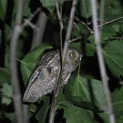 Petit-duc scops