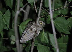 Eurasian Scops Owl