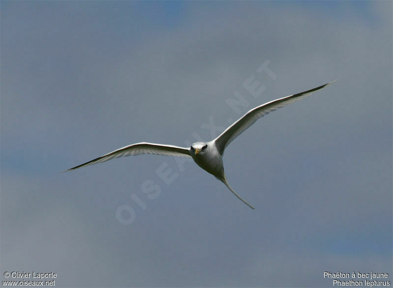 White-tailed Tropicbird