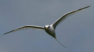 White-tailed Tropicbird