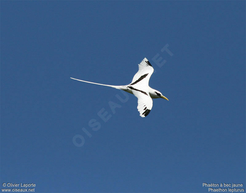 White-tailed Tropicbird