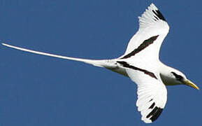 White-tailed Tropicbird