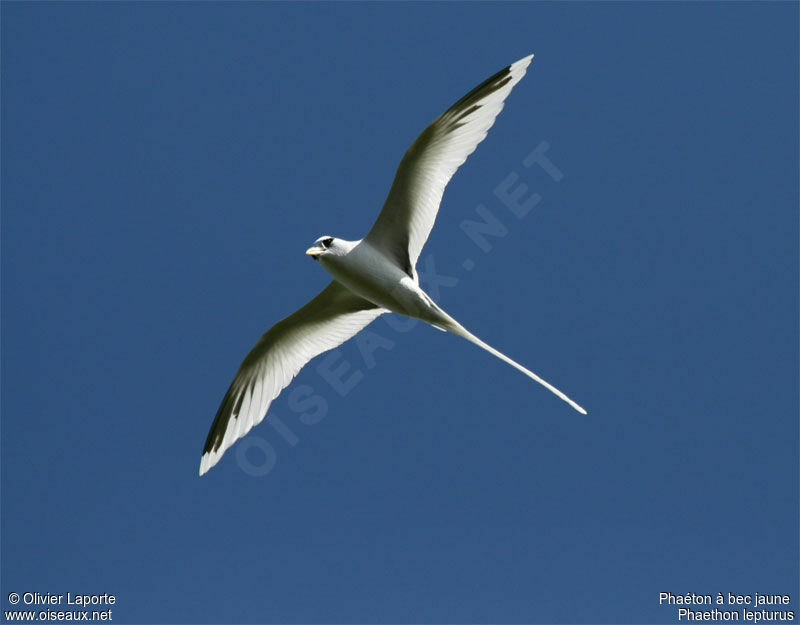 White-tailed Tropicbird