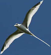 White-tailed Tropicbird