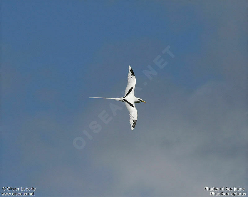 White-tailed Tropicbird