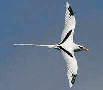 White-tailed Tropicbird