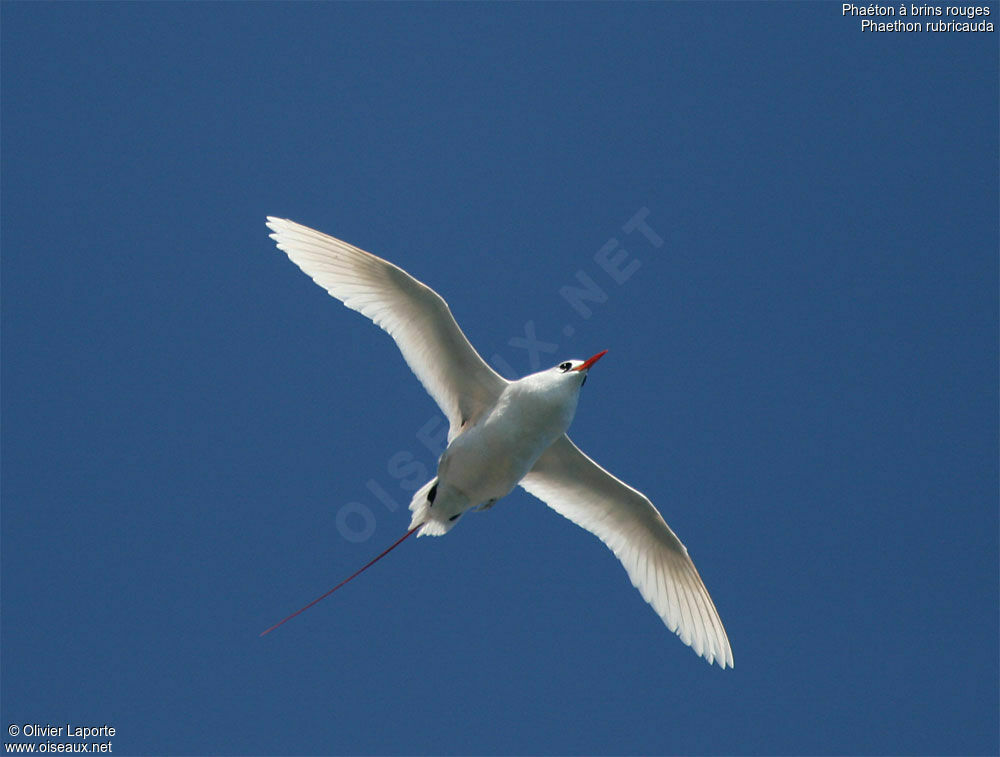 Red-tailed Tropicbird