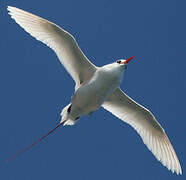 Red-tailed Tropicbird