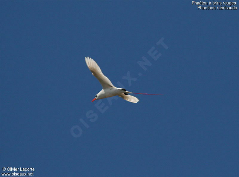 Red-tailed Tropicbird