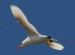 Red-tailed Tropicbird