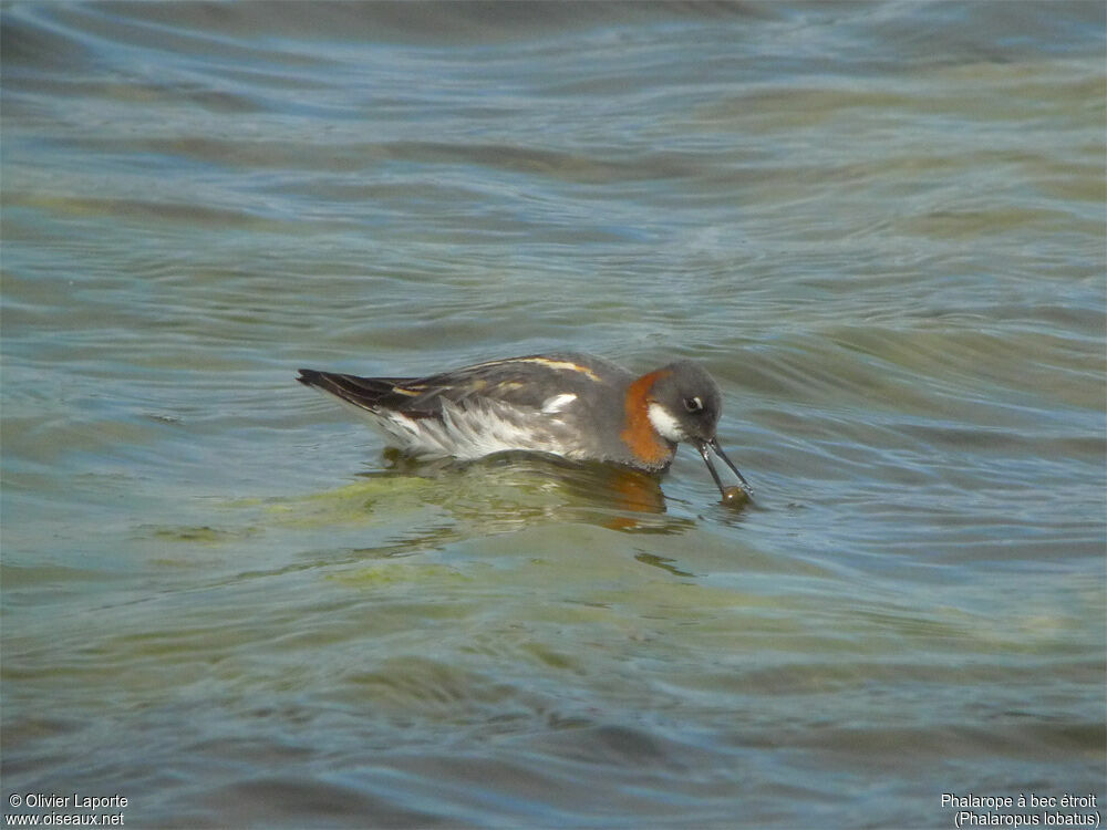 Red-necked Phalarope