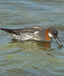 Phalarope à bec étroit