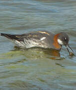 Red-necked Phalarope