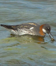 Phalarope à bec étroit