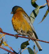 Peruvian Sierra Finch