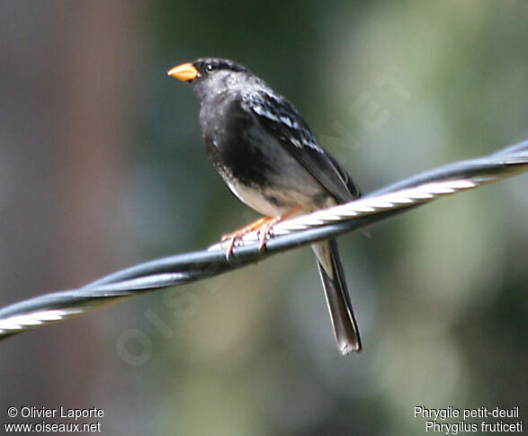 Mourning Sierra Finch male adult breeding