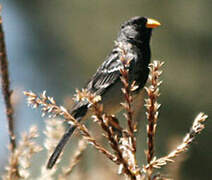 Mourning Sierra Finch