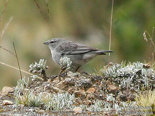 Ash-breasted Sierra Finchadult