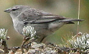 Ash-breasted Sierra Finch