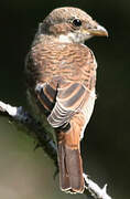 Red-backed Shrike