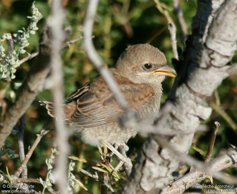 Red-backed Shrikejuvenile