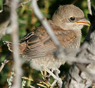 Red-backed Shrike