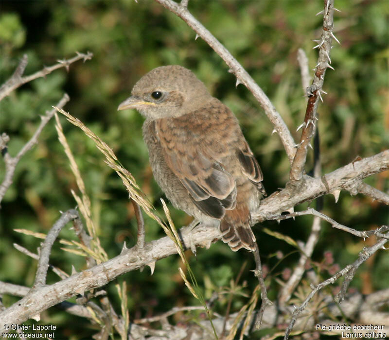 Red-backed Shrikejuvenile