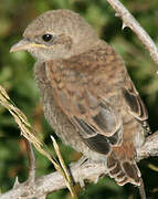 Red-backed Shrike