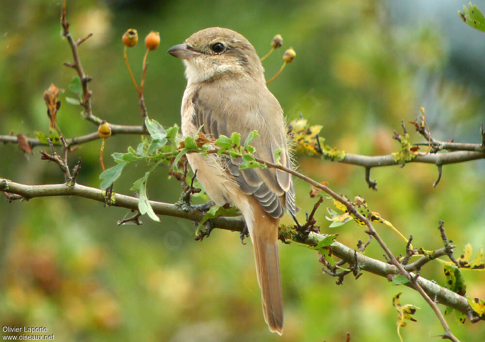 Isabelline Shrike female adult, identification