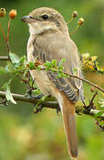 Isabelline Shrike