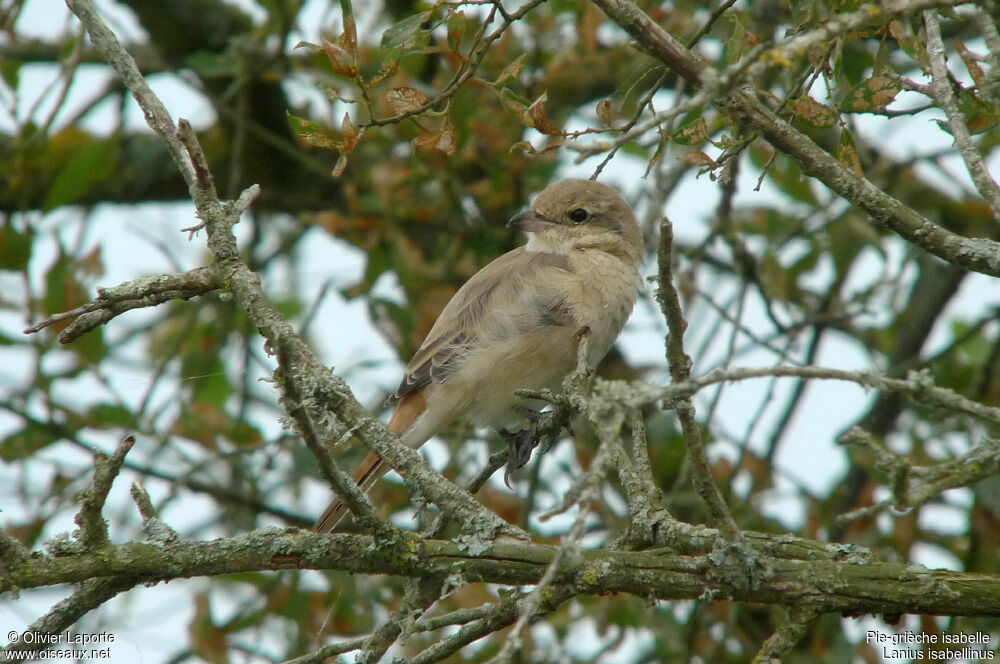 Isabelline Shrike female