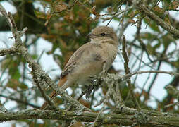 Isabelline Shrike