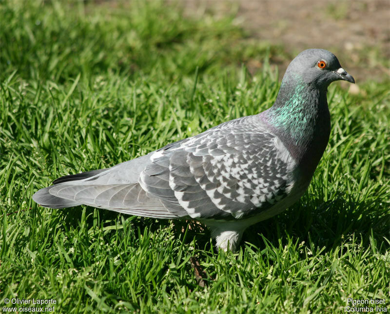 Pigeon biset