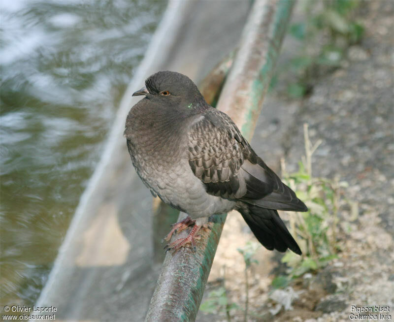 Rock Doveadult