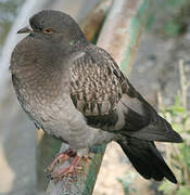 Pigeon biset