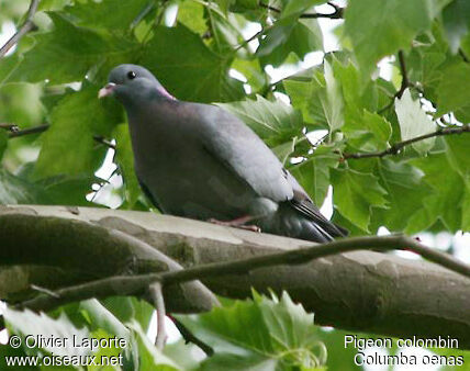 Pigeon colombin