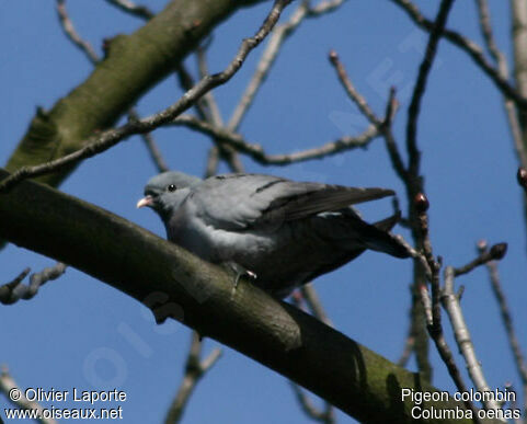 Stock Dove