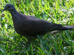 Malagasy Turtle Dove