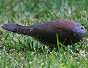 Pigeon de Madagascar