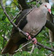 Pink Pigeon