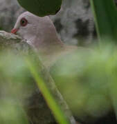 Pink Pigeon