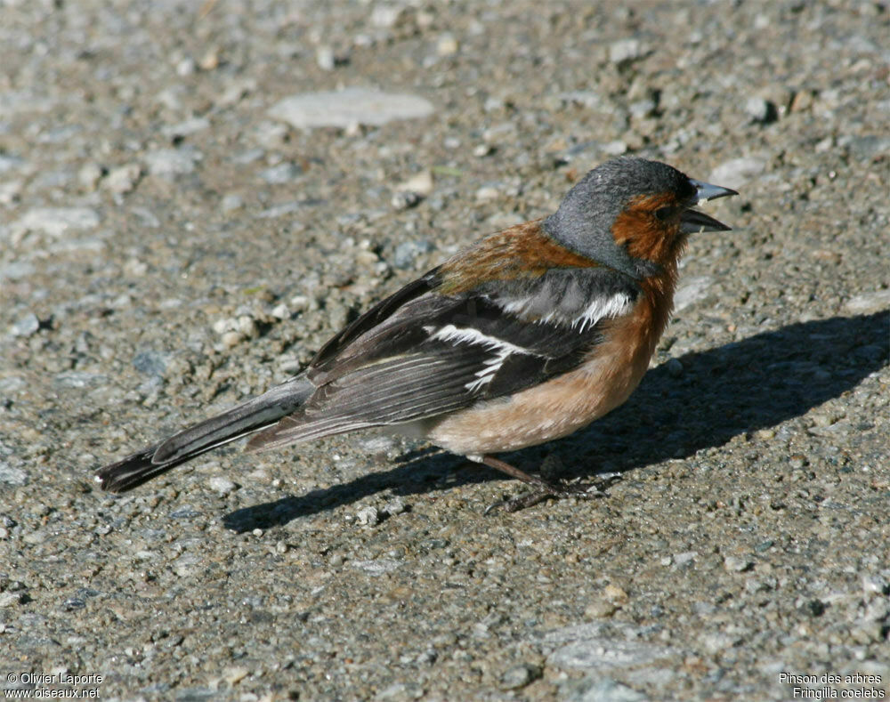 Eurasian Chaffinch male adult breeding