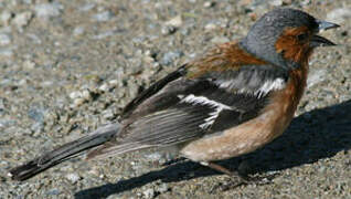 Eurasian Chaffinch